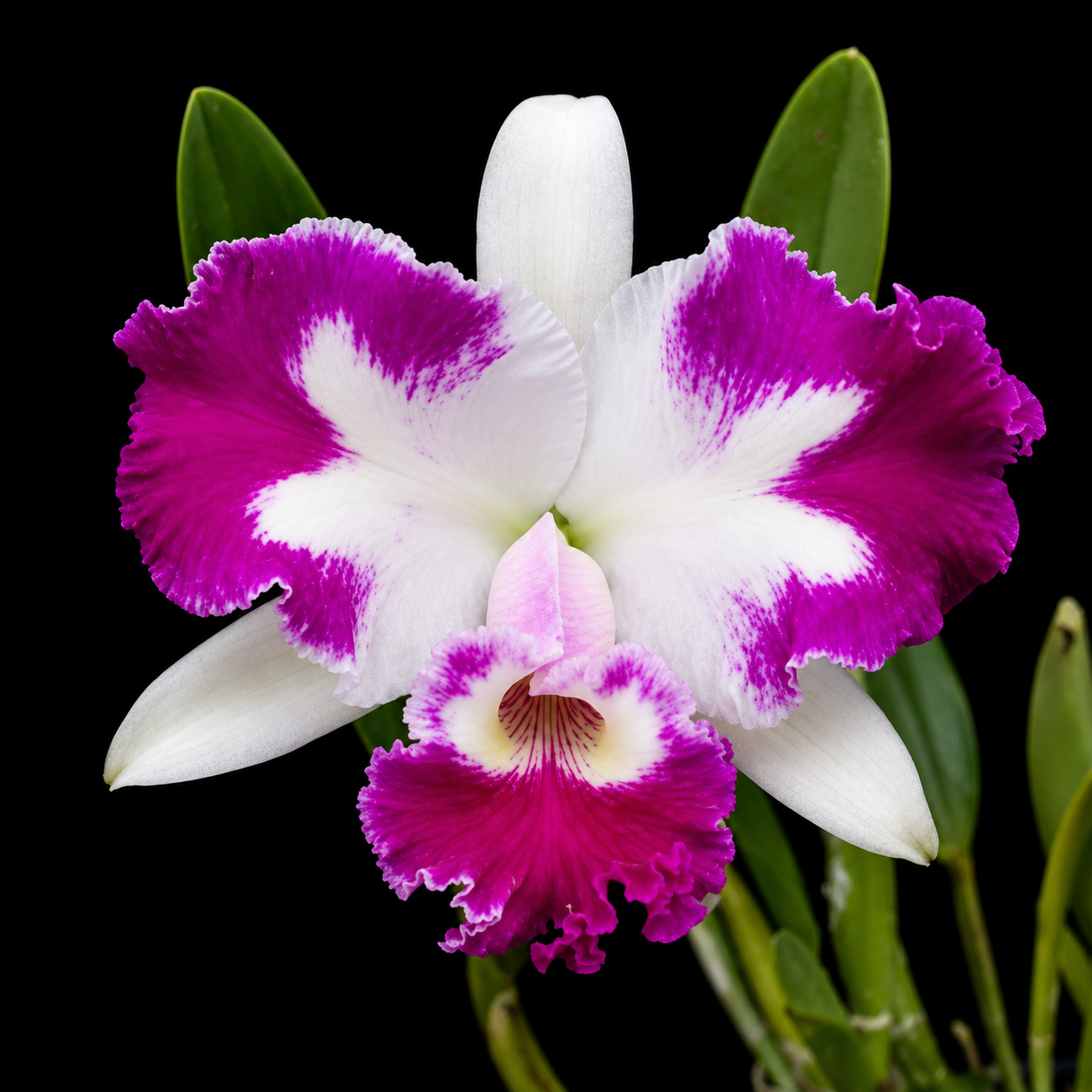 Catteliya White Spark Love  Crystal Medium Orchid Plant -With Terracota Pot