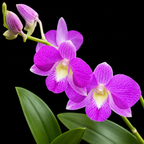 Dendrobium Burana Pink Hybrid Orchid Plant