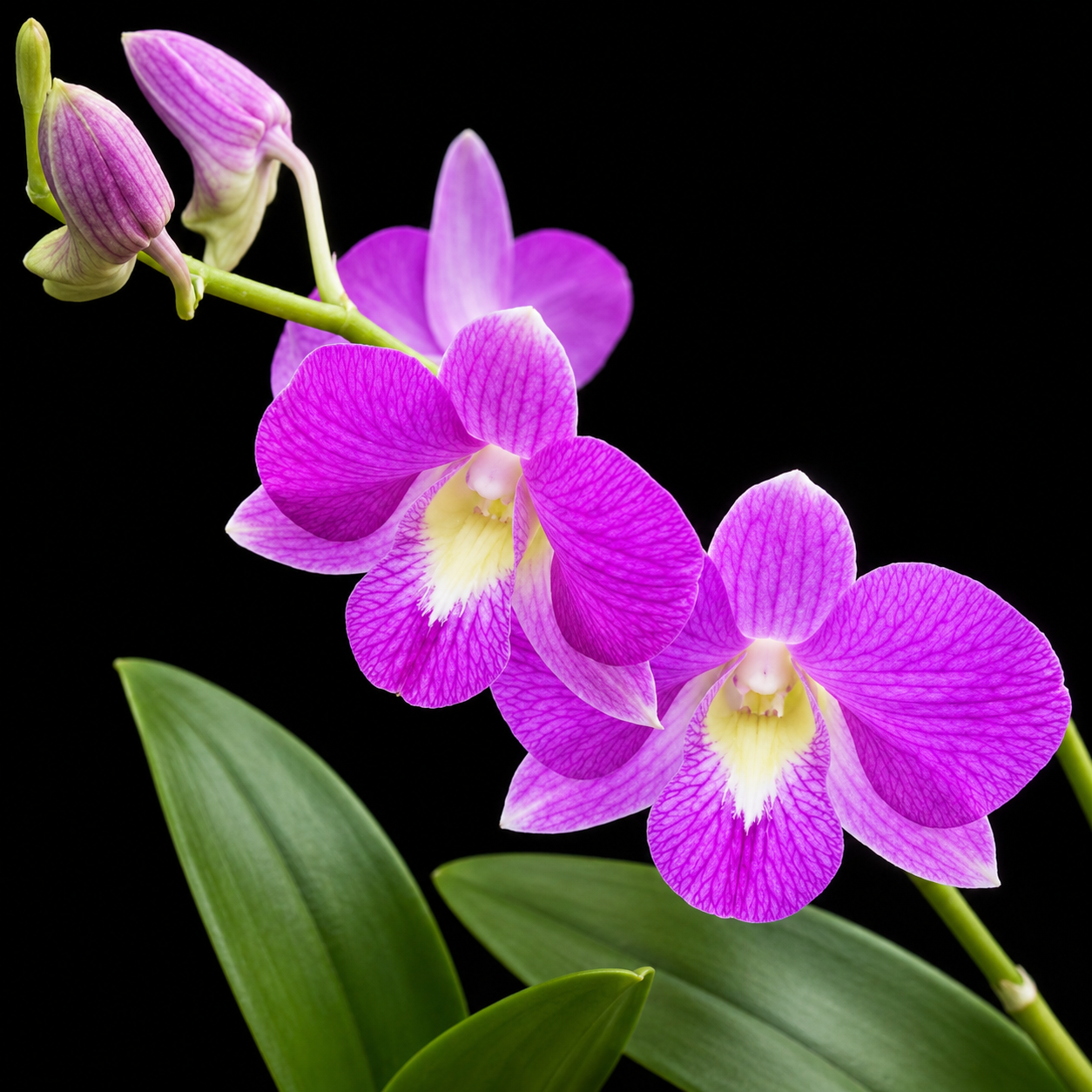 Dendrobium Burana Pink Hybrid Orchid Plant