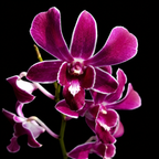Dendrobiom Hirochi Hybrid Orchid Plant