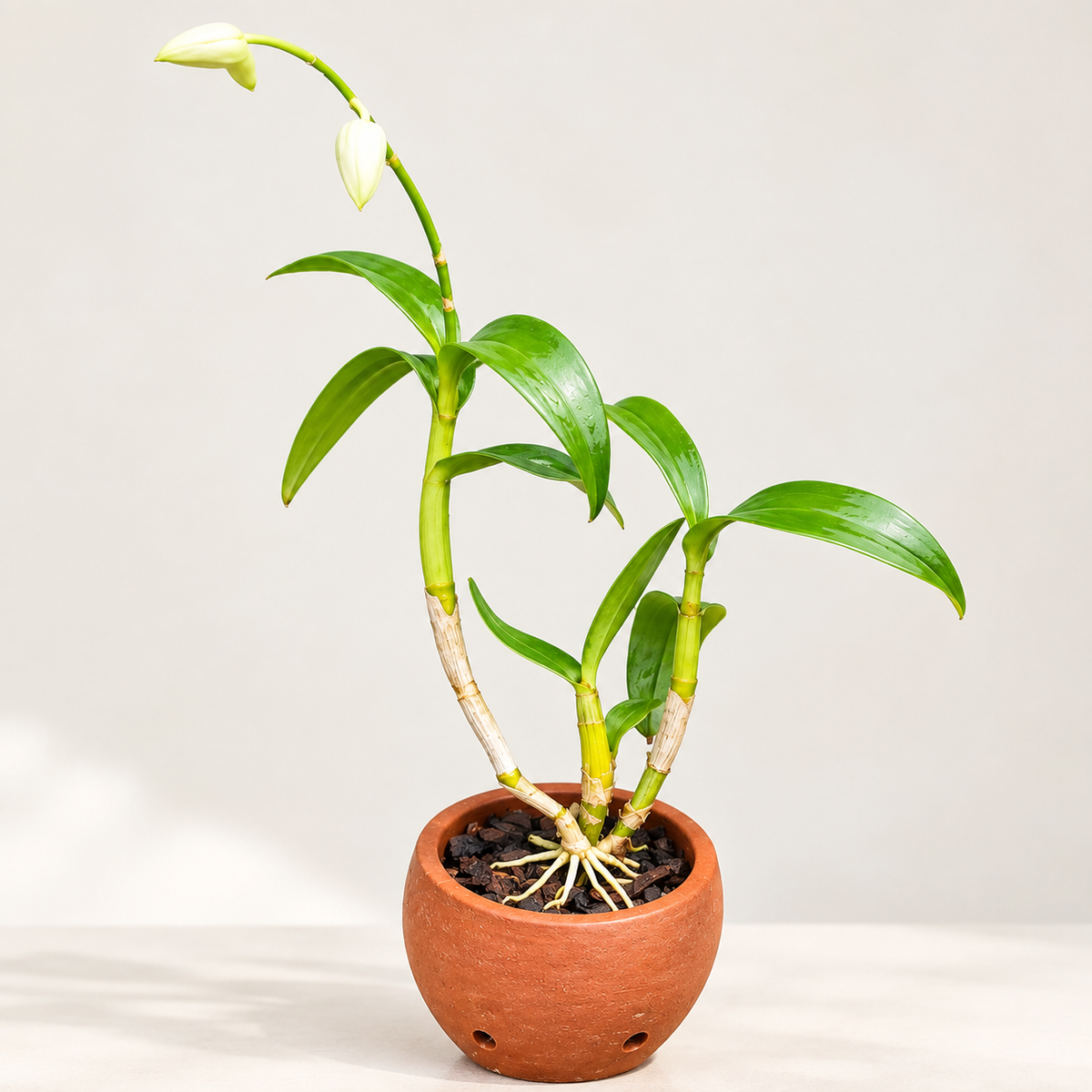 Dendrobium Madonna Red - With Terracotta Pot