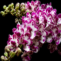 Rhyncostyls Gigantea Ply Orchid Plant