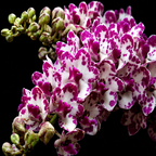 Rhyncostyls Gigantea Ply Orchid Plant