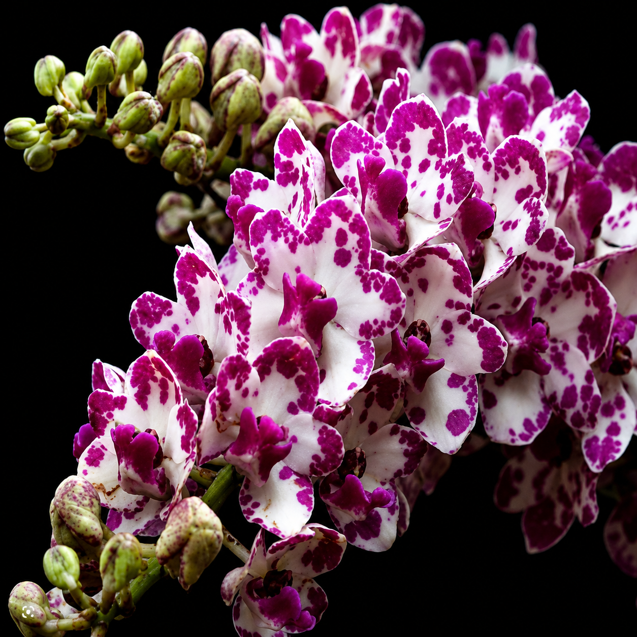 Rhyncostyls Gigantea Ply Orchid Plant