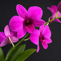 Dendrobiom Pink Lady Hybrid Orchid Plant