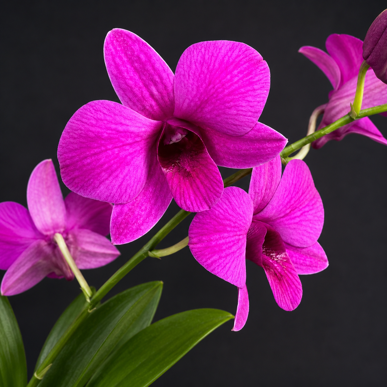 Dendrobiom Pink Lady Hybrid Orchid Plant