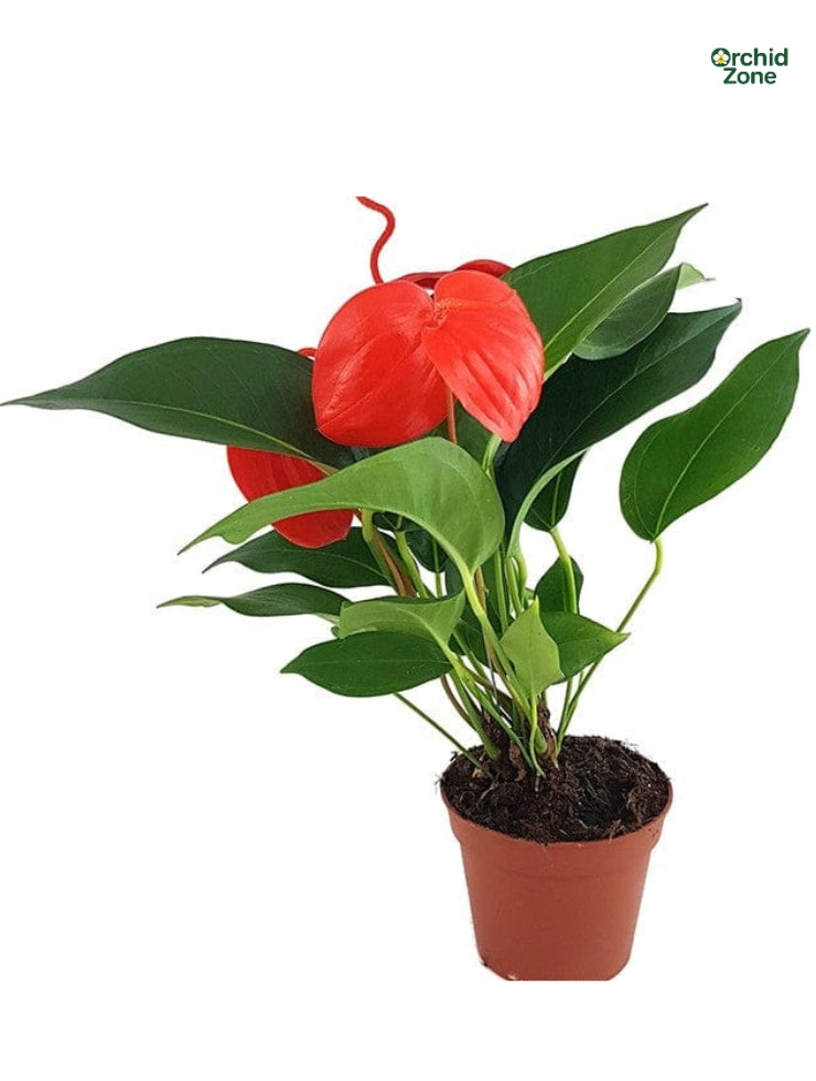 Anthurium Scherzerianum. Red Plant