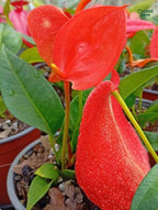 Anthurium Scherzerianum. Red Plant