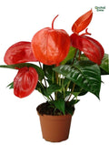 Anthurium Scherzerianum. Red Plant