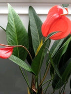 Anthurium Scherzerianum. Red Plant
