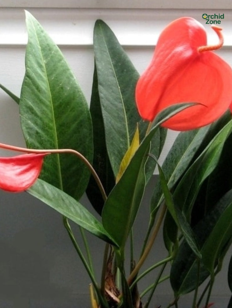 Anthurium Scherzerianum. Red Plant