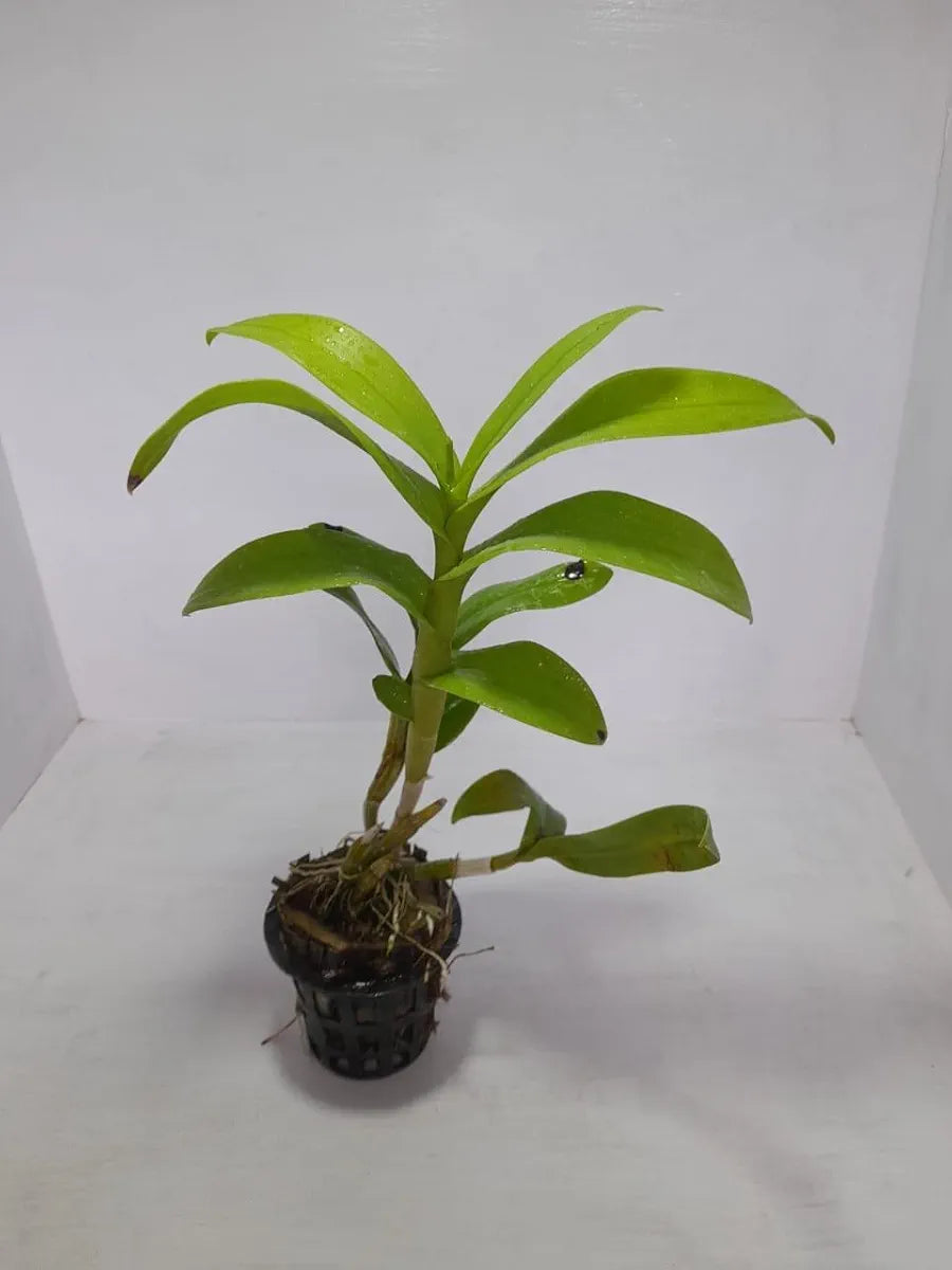 Dendrobiom Woo Leng  Hybrid Orchid Plant