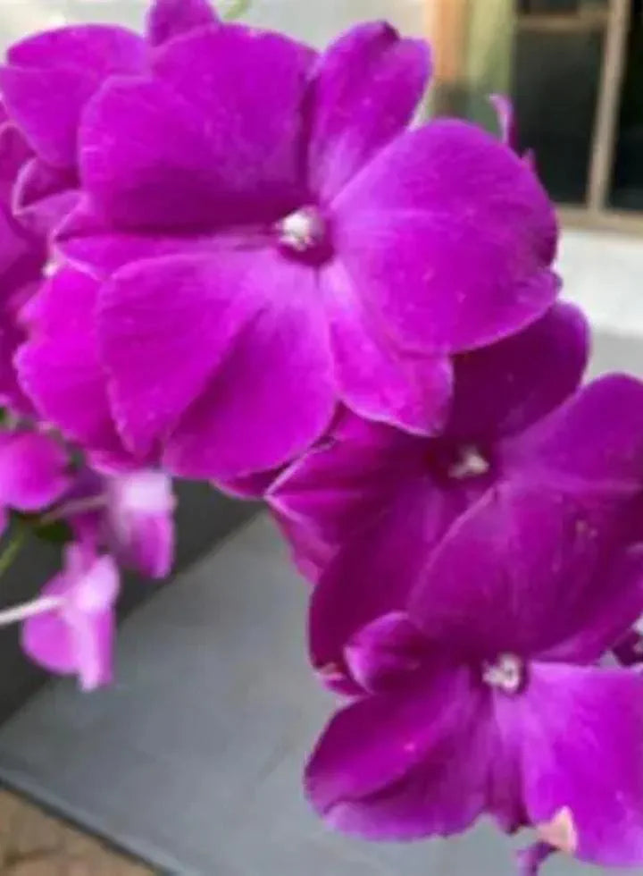 Dendrobiom Classi Gem x Bush Fancy Hybrid Orchid Plant