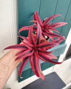 Earth Star Red Plant