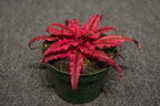 Earth Star Red Plant