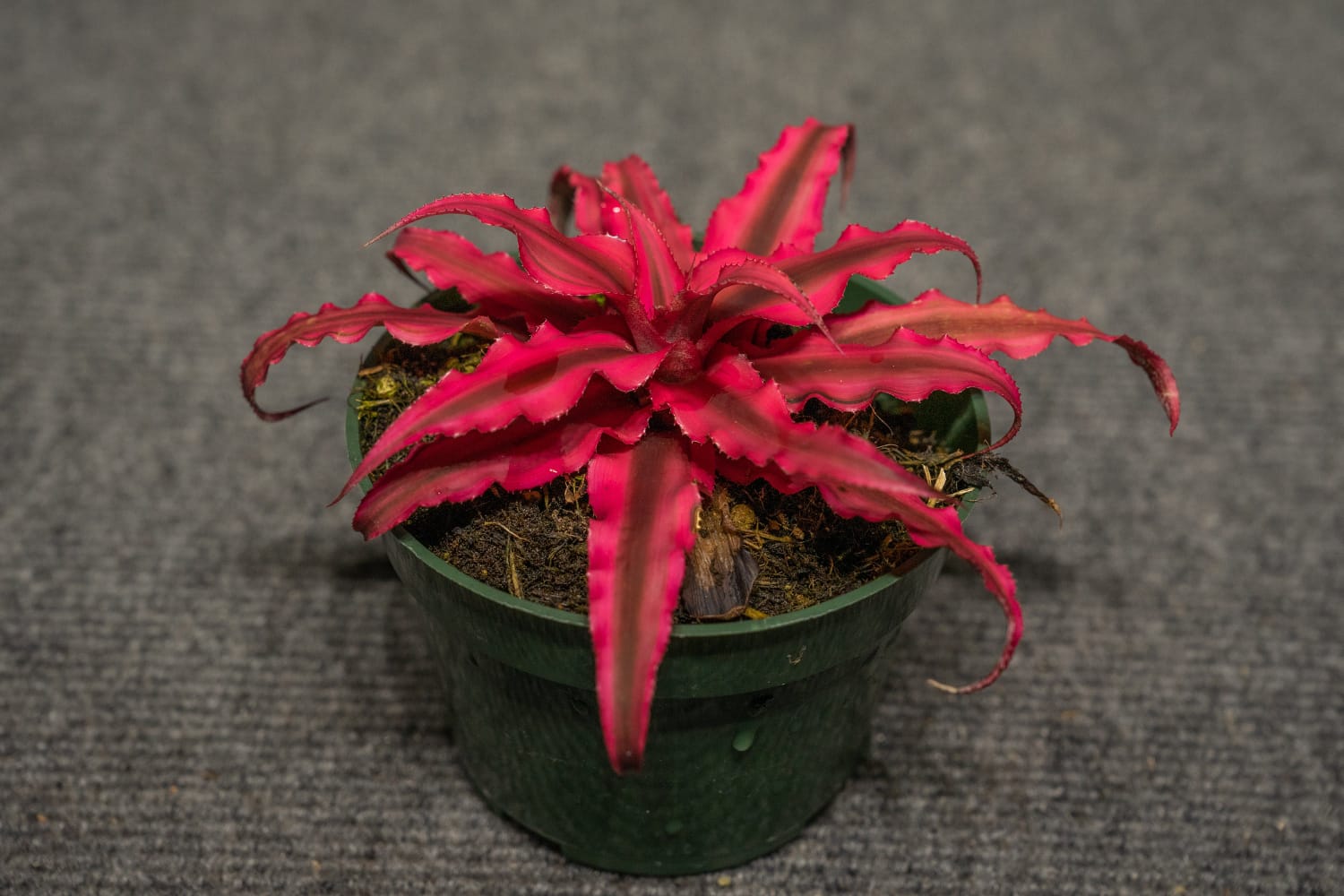 Earth Star Red Plant