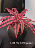 Earth Star Red Plant
