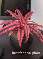 Earth Star Red Plant