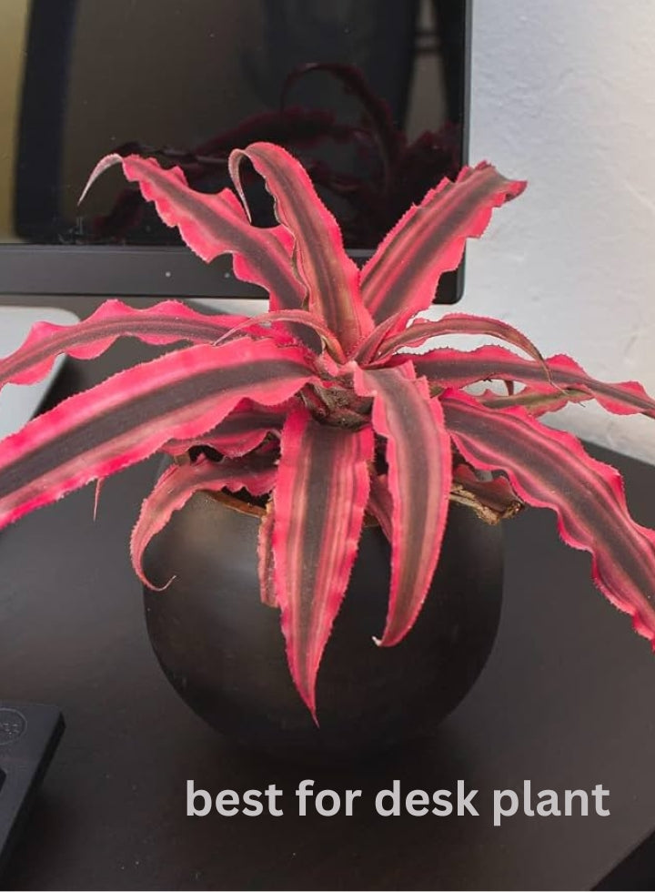 Earth Star Red Plant