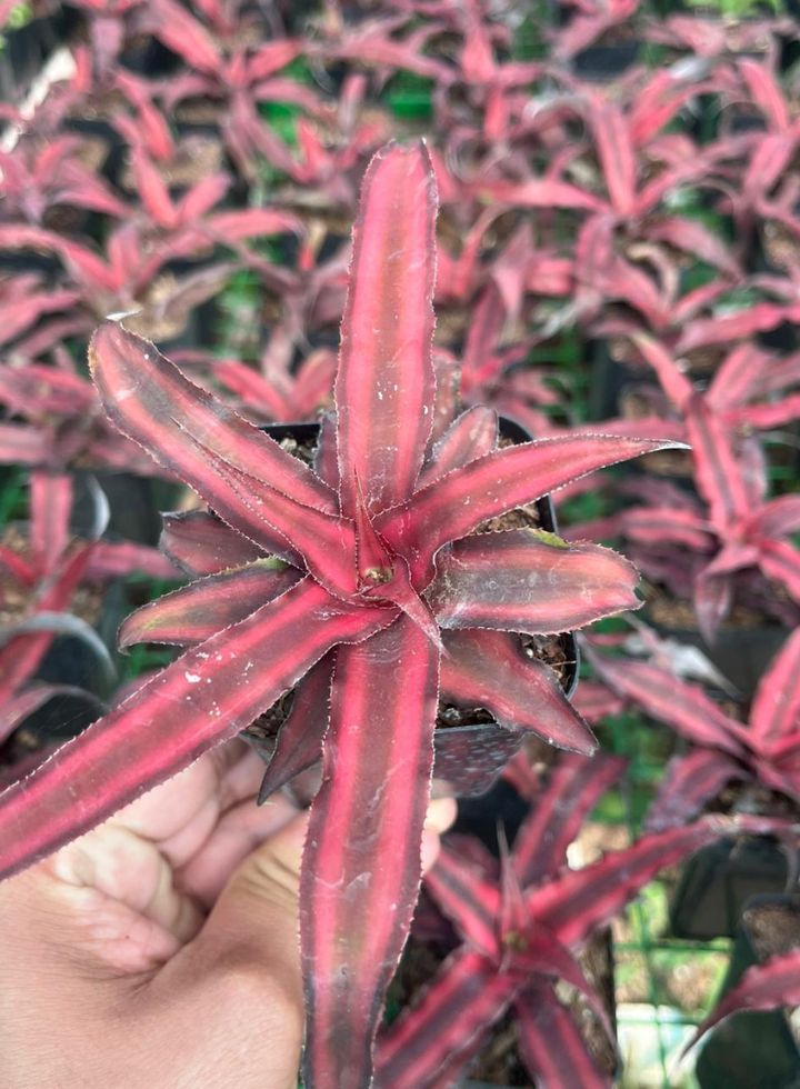 Earth Star Red Plant