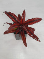 Earth Star Red Plant