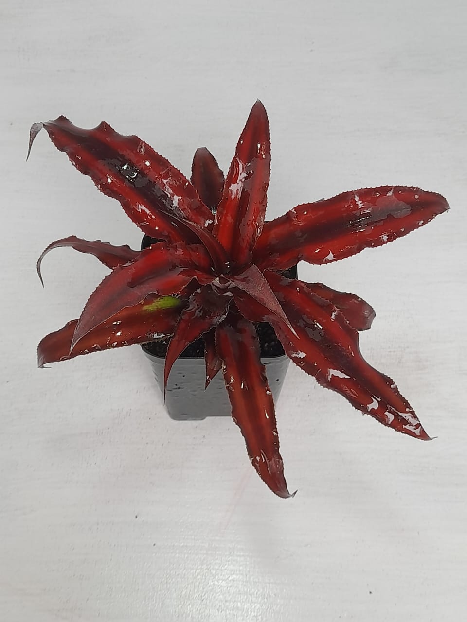 Earth Star Red Plant