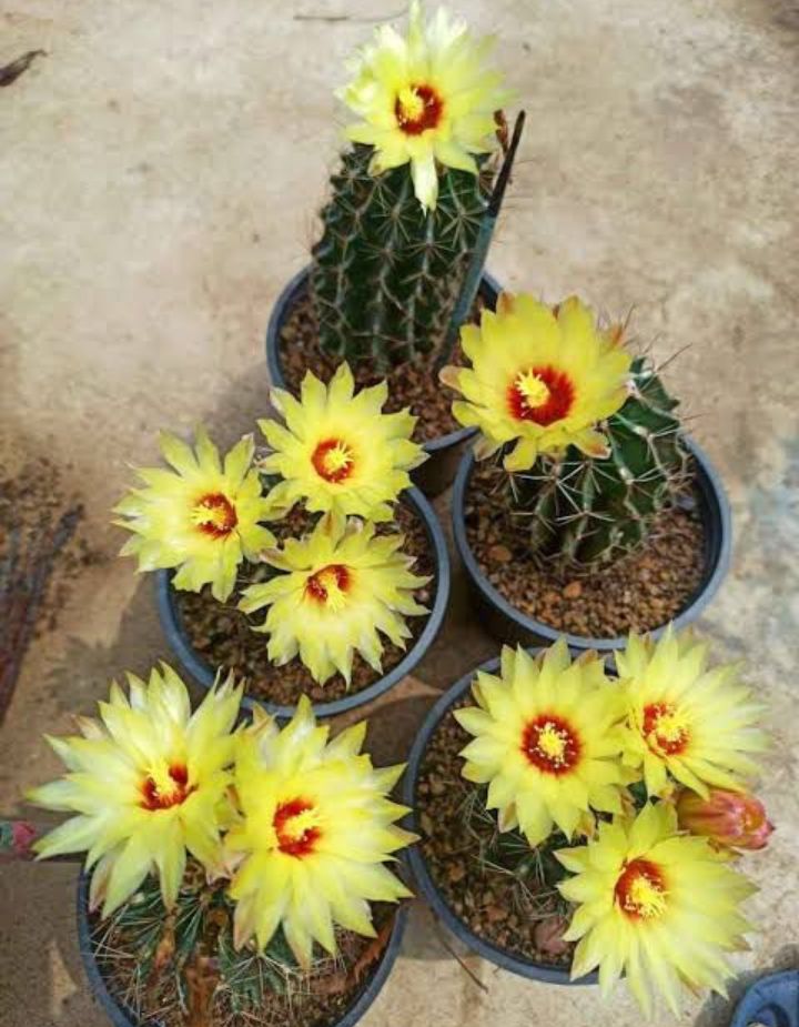 Hamatocactus Setispinus Plant