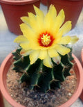 Hamatocactus Setispinus Plant