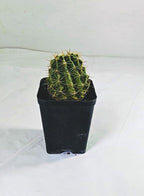 Hamatocactus Setispinus Plant
