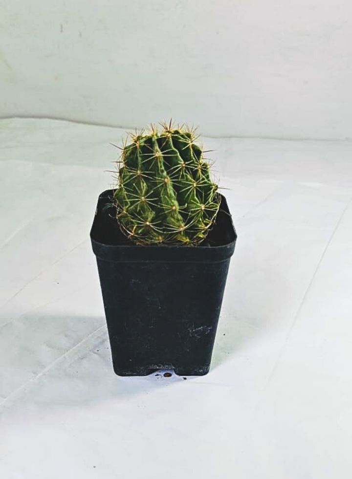 Hamatocactus Setispinus Plant