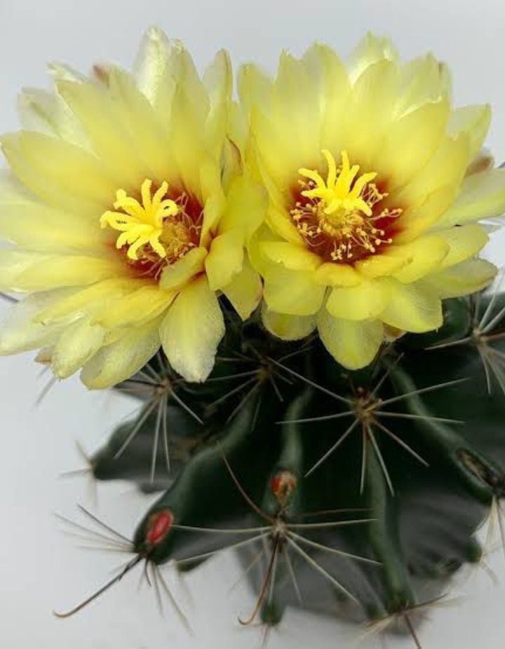 Hamatocactus Setispinus Plant
