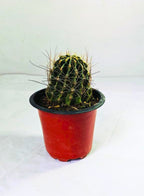 Hamatocactus Setispinus Plant
