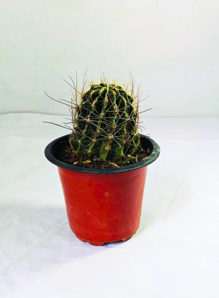 Hamatocactus Setispinus Plant