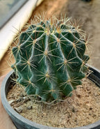 Hamatocactus Setispinus Plant