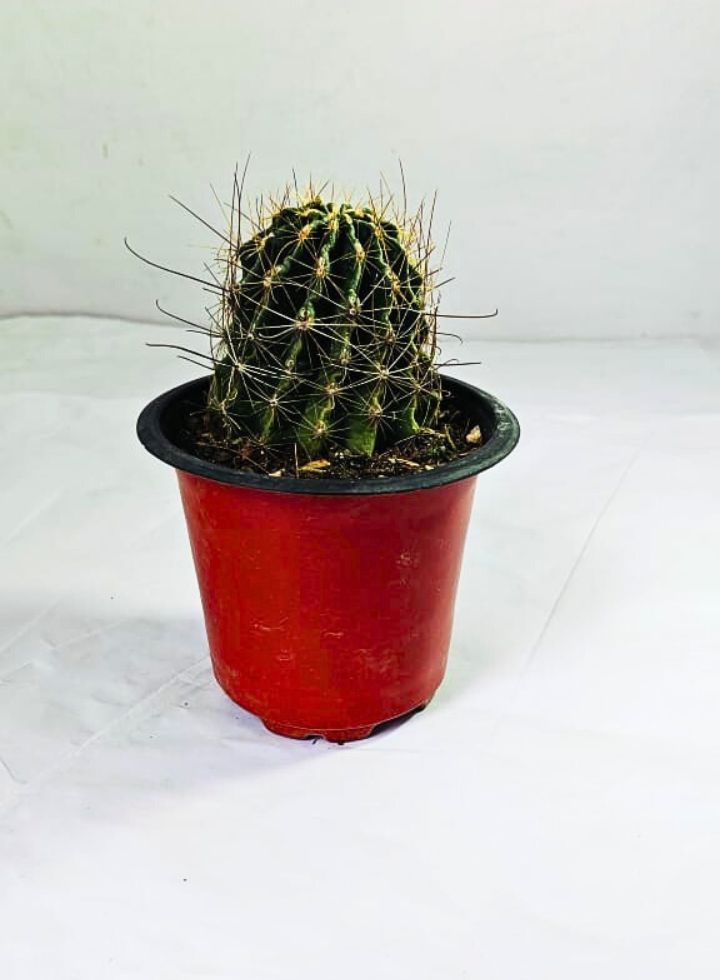Hamatocactus Setispinus Plant