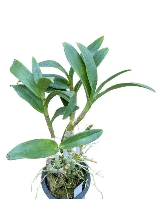 Dendrobiom Juree Red Hybrid Orchid  Plant