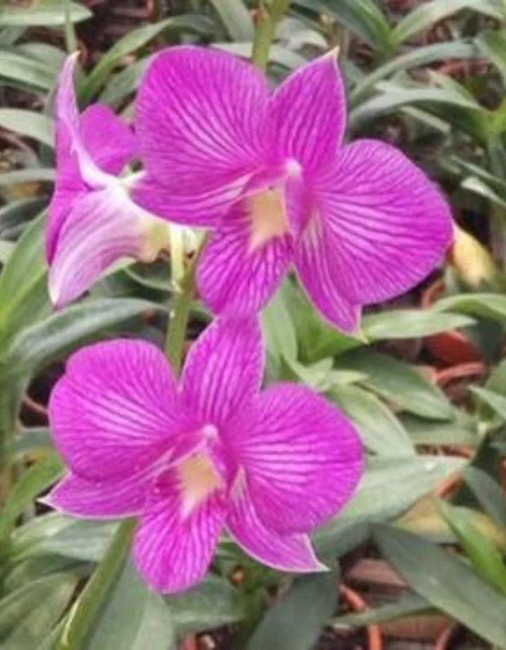 Dendrobiom Tanida Pink Hybrid Orchid Plant
