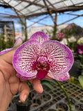 Phalaenopsis Charming Warrior Orchid Plant
