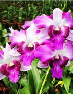 Dendrobiom King Dragon Hybrid Orchid Plant