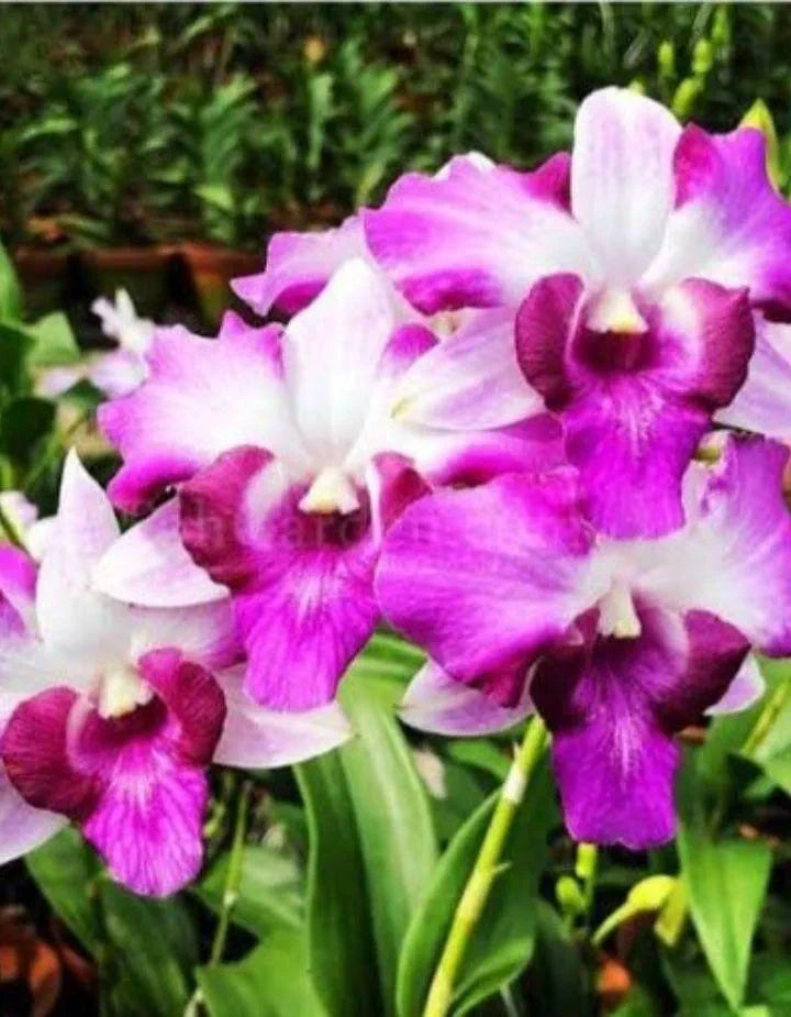 Dendrobiom King Dragon Hybrid Orchid Plant