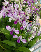 Dendrobium Popeye Hybrid Orchid Plant