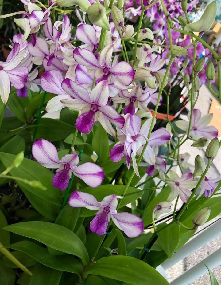 Dendrobium Popeye Hybrid Orchid Plant