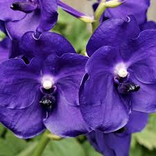 Vanda Tristar Blue x Venchla Orchid Plant