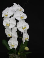 Phalaenopsis Sogo Yukidian Orchid Plant