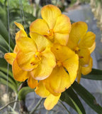 Vanda Boonyarit Pastel Orchid Plant