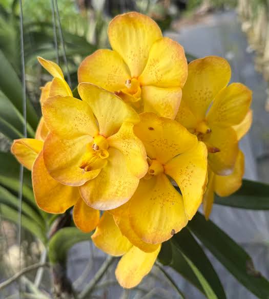 Vanda Boonyarit Pastel Orchid Plant