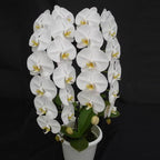 Phalaenopsis Sogo Yukidian Orchid Plant