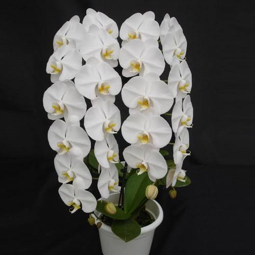 Phalaenopsis Sogo Yukidian Orchid Plant