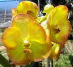 Vanda Boonyarit Pastel Orchid Plant
