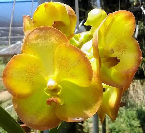 Vanda Boonyarit Pastel Orchid Plant